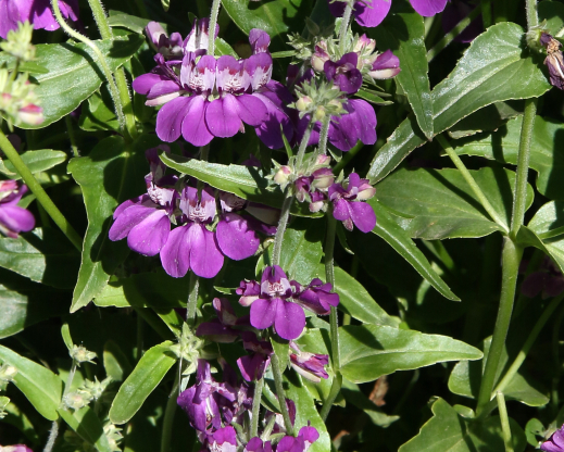 Collinsia heterophylla