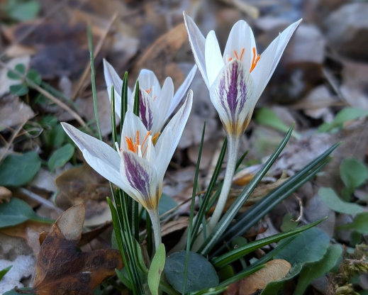 Crocus laevigatus