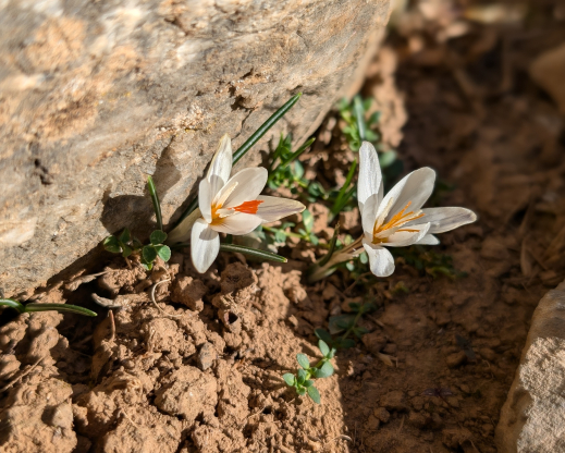 Crocus pumilus