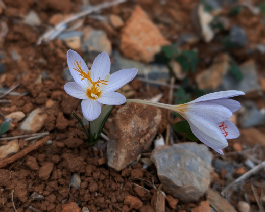 Crocus tournefortii