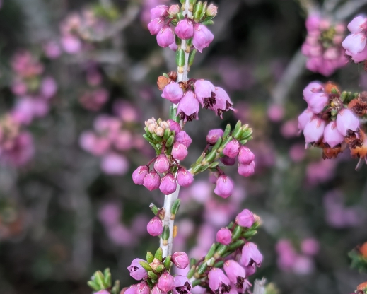 Erica manipuliflora
