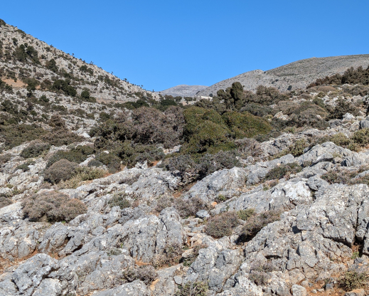 Gergeri goat browsed trees