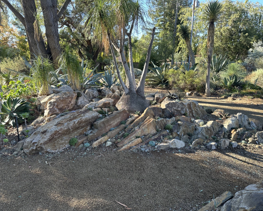 Detail of the new crevice garden rock work