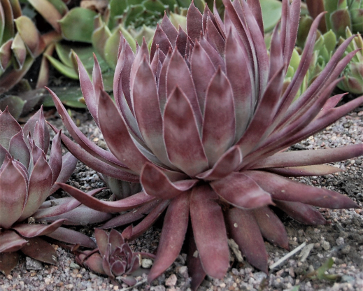 Jungle Shadows in August
