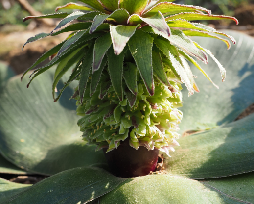 Eucomis regia  