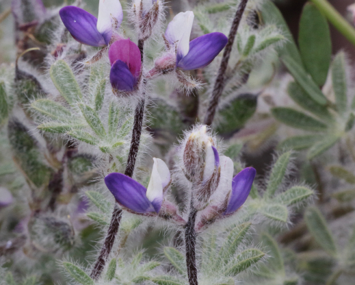 Lupinus concinnus