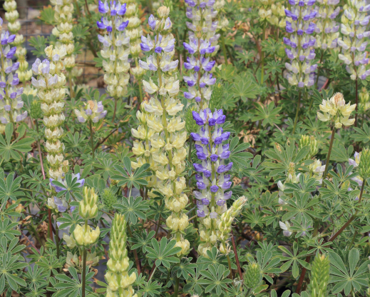 Lupinus luteolus        