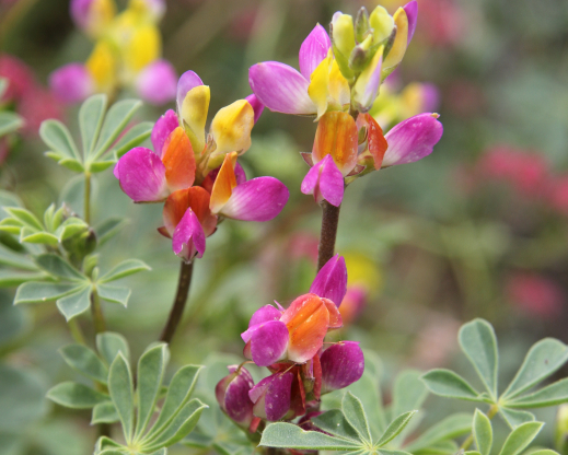 Lupinus stiversii