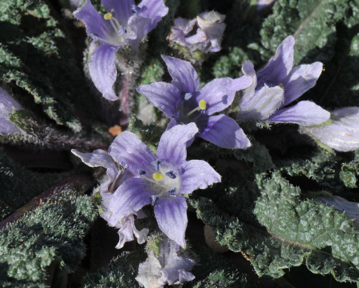 Mandragora autumnalis