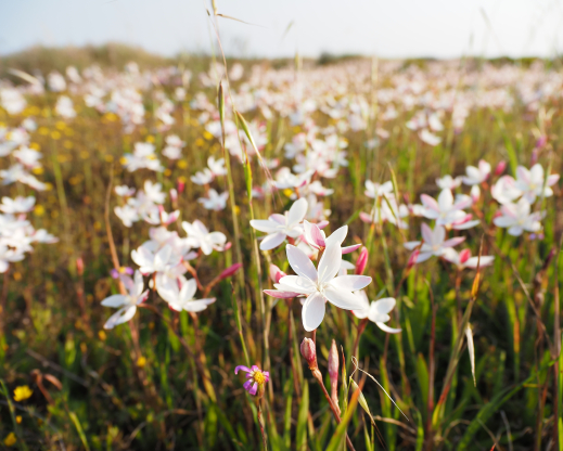 Hesperantha cucullata