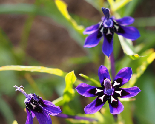 Lapeirousia oreogena