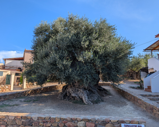 Oldest Olive 4000 years