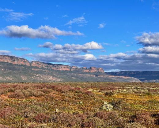 Op-Die-Berg meadow
