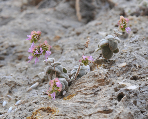 Origanum dictamnus2