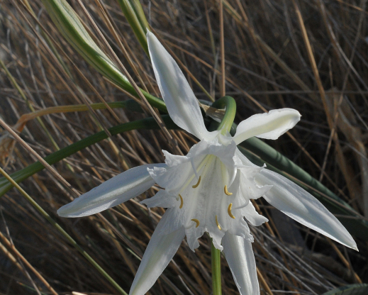 Pancratium maritimum