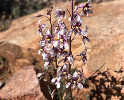 Cyanella orchidiformis