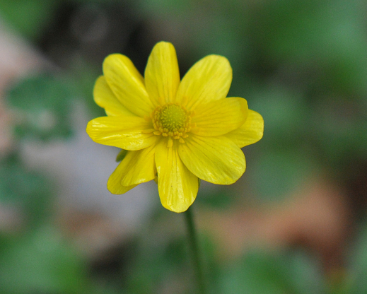 Ranunculus bullatus