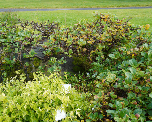 A collection of arctic willows