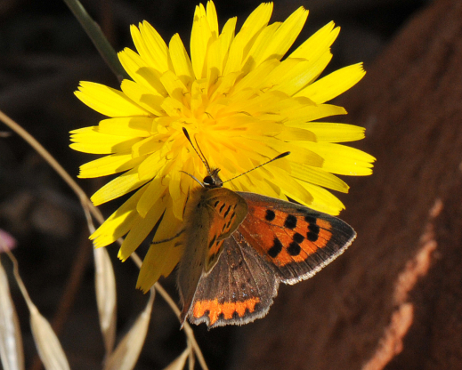 Small Copper on Taraxacum minimum
