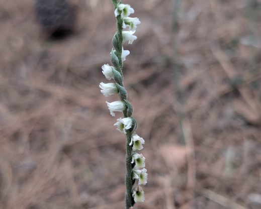 Spiranthes spiralis