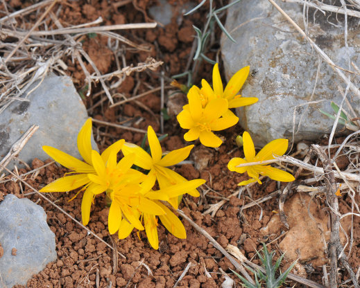 Sternbergia greuteriana