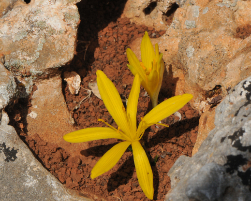 Sternbergia sicula