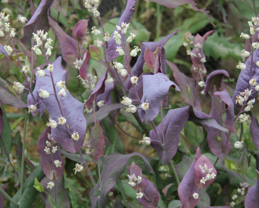 Streptanthus farnsworthianus       