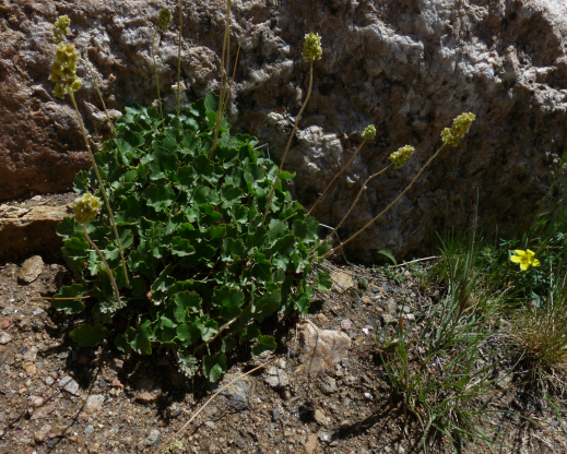 Protected from the ever-present wind on Mount Goliath  in Colorado, a Heuchera nivalis thrives. 