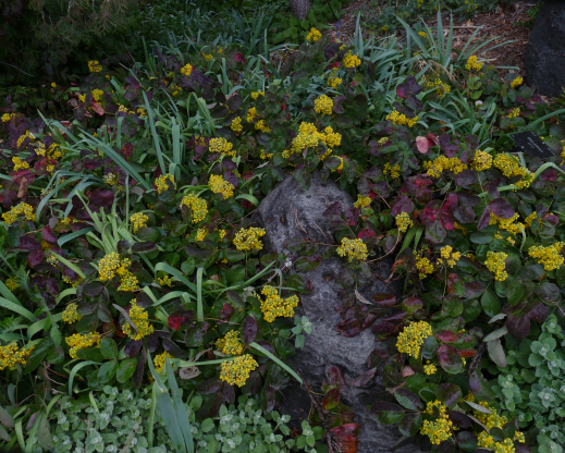 Mahonia repens ambles over its nurse rock at Denver Botanic Gardens.