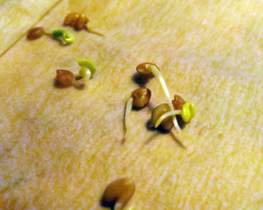 Nicking and soaking astragalus seeds results in nearly immediate germination.
