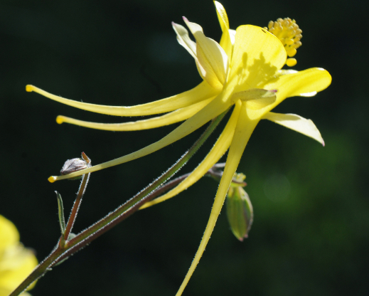 Aquilegia longissima