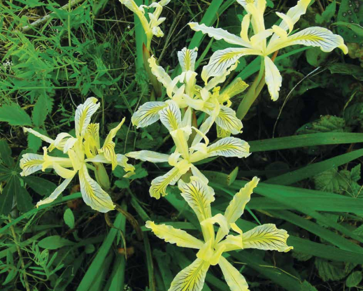 Iris chrysophylla, Siskiyou Mountains, Oregon