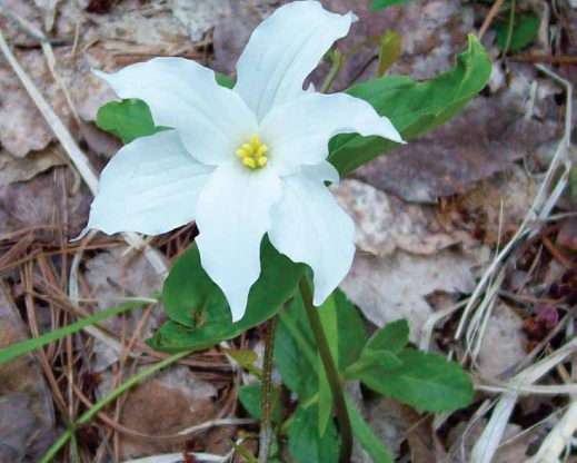 Trillium grandiflorum with petal-like sepals (Brian Winchell)