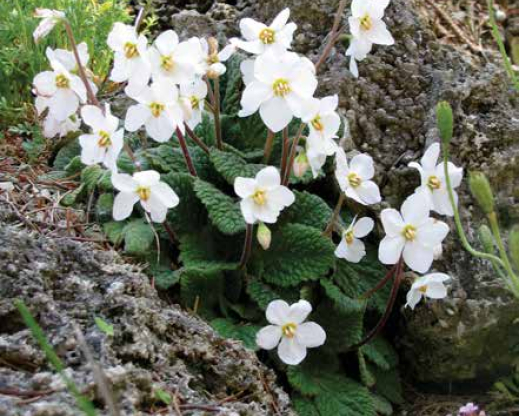 Ramonda myconi ‘Alba’