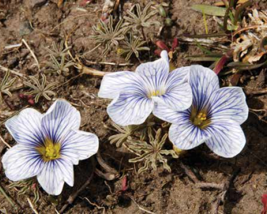 Oxalis laciniata in the wild. Oxalis laciniata in the wild.