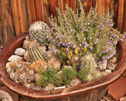 Trough with Penstemon linarioides and cacti, Gwen Moore’s garden Trough with Penstemon linarioides and cacti, Gwen Moore’s garden