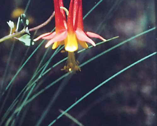 Aquilegia desertorum, Coconino County, July 30, 1988