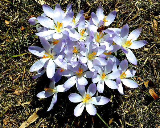 Crocus tommasinianus