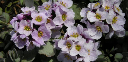 Aethionema oppositifolia; photo by Todd Boland