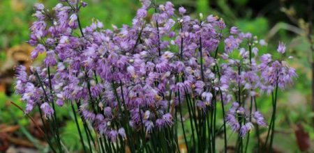 Allium thunbergii; photo by Todd Boland