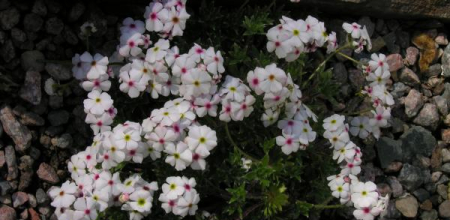 Androsace barbulata; photo by Todd Boland