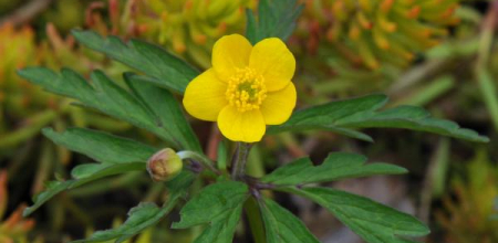 Anemone ranunculoides