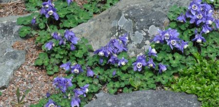 Aquilegia flabellata 'Ministar'