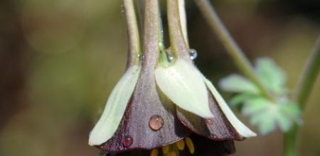 Aquilegia viridiflora