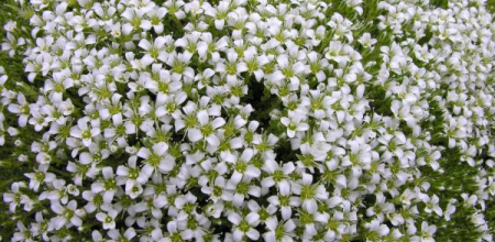 Arenaria tetraquetra