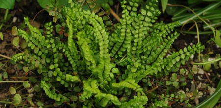 Asplenium trichomanes