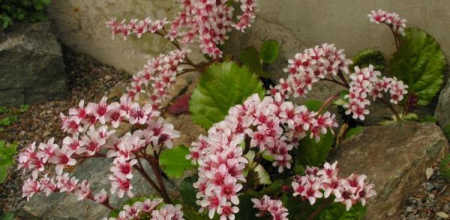 Bergenia ciliata; photo by Todd Boland