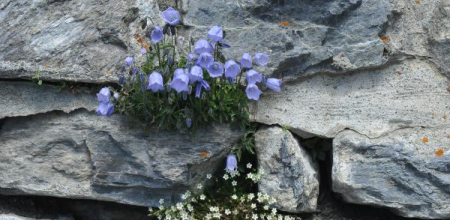 Campanula cochlearifolia