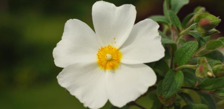 Cistus albanicus