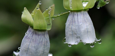 Codonopsis clematidea